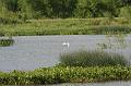 Great Egret flying over wetland